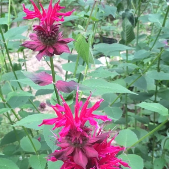 Meet your Posher, Laura - Picture 4 of 10